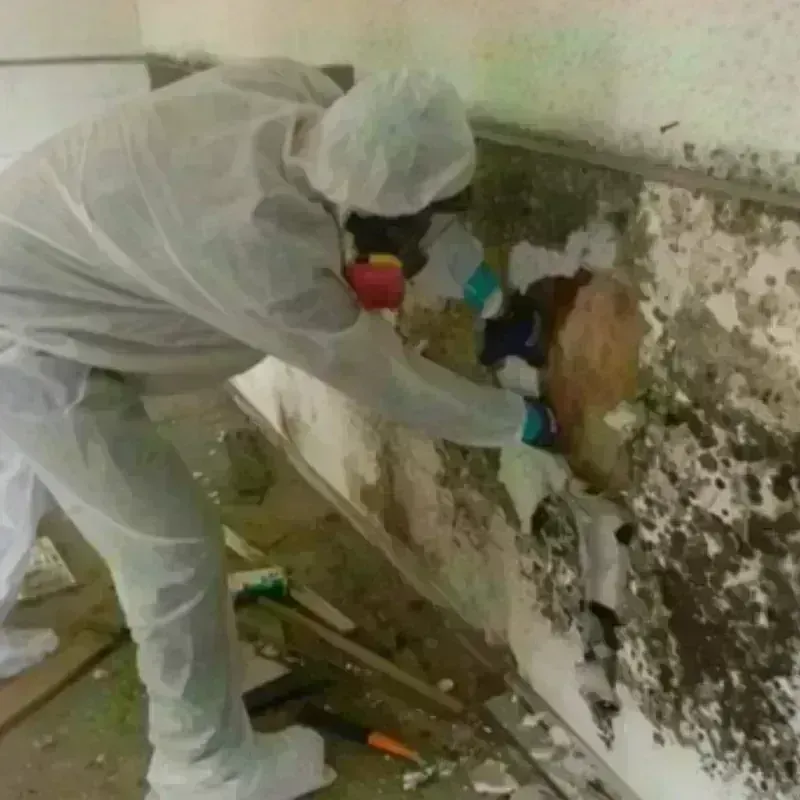 Mold Remediation and Removal in Parker County, TX